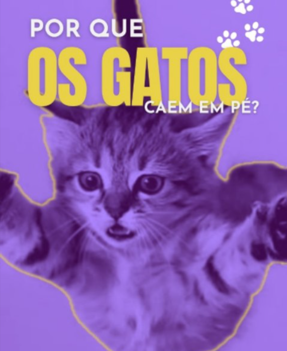 Gatos caindo em pé