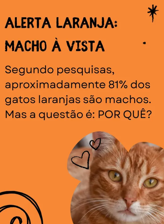 Gatos machos laranja Gatos machos laranja